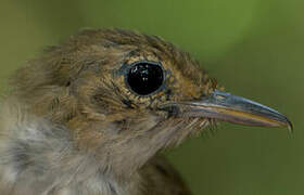 Long-winged Antwren