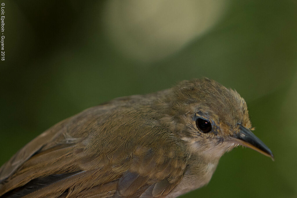 Long-winged Antwren female adult