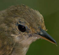 Long-winged Antwren