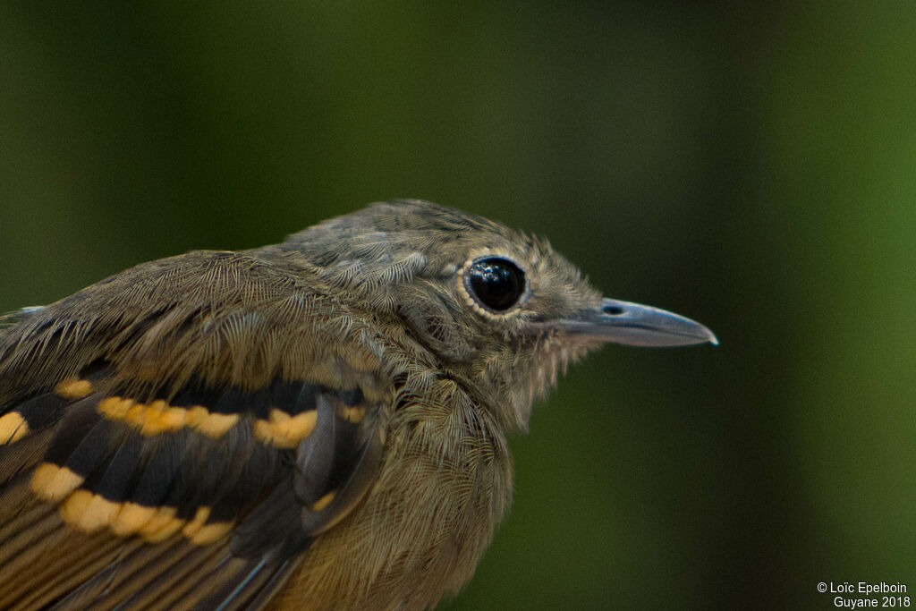 Rufous-bellied Antwren