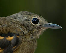 Rufous-bellied Antwren