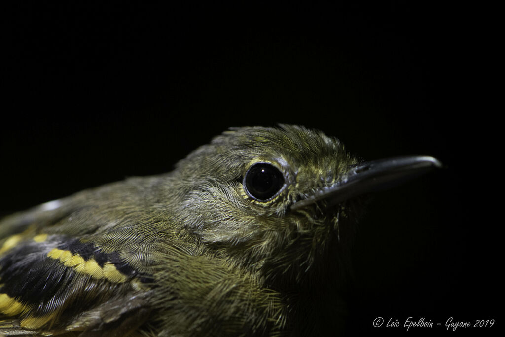 Rufous-bellied Antwren