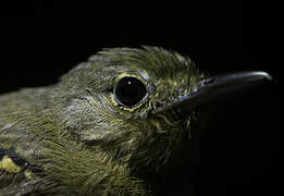 Rufous-bellied Antwren