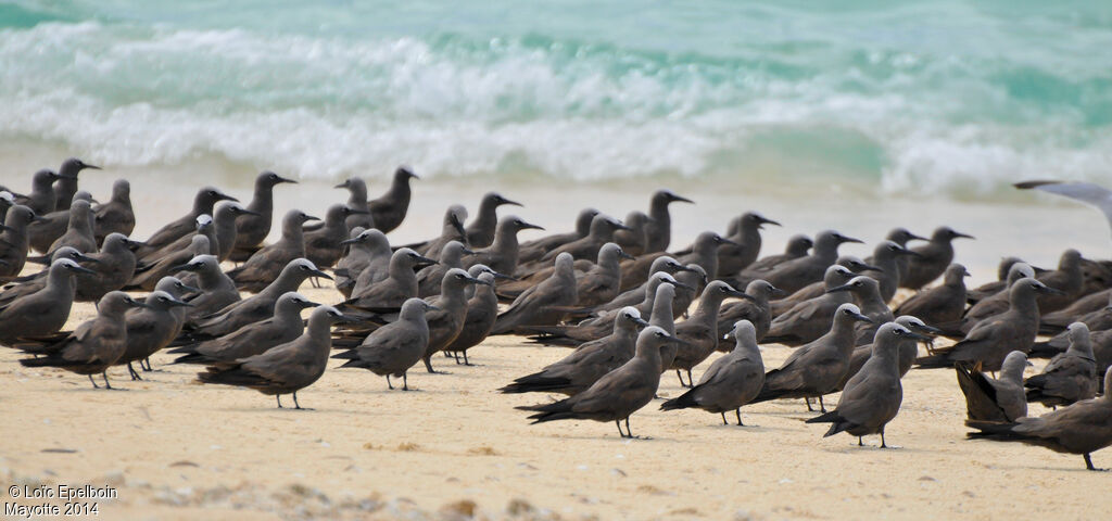 Brown Noddy