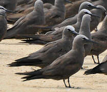 Brown Noddy