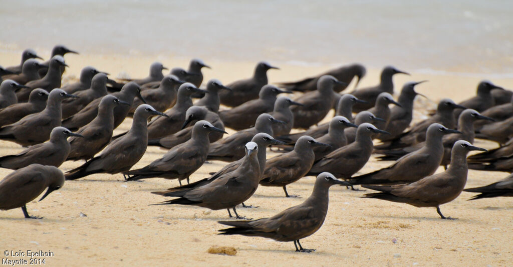 Brown Noddy