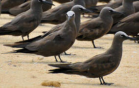 Brown Noddy