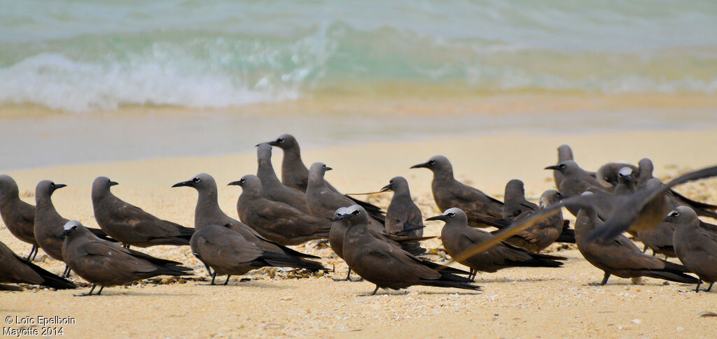 Brown Noddy