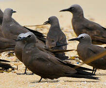 Brown Noddy