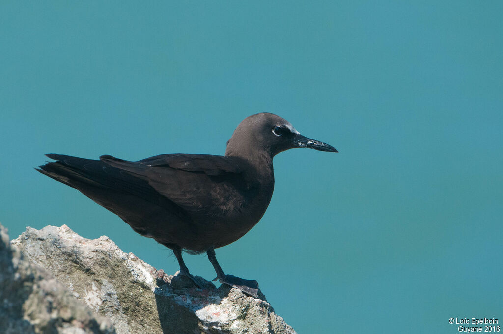 Brown Noddy