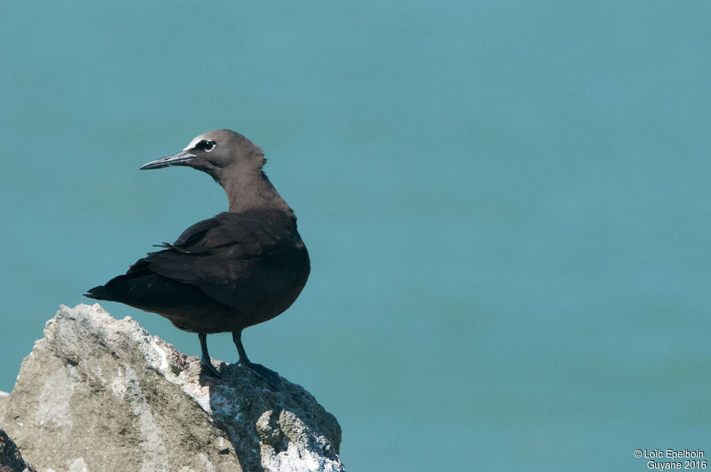 Brown Noddy