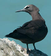 Brown Noddy