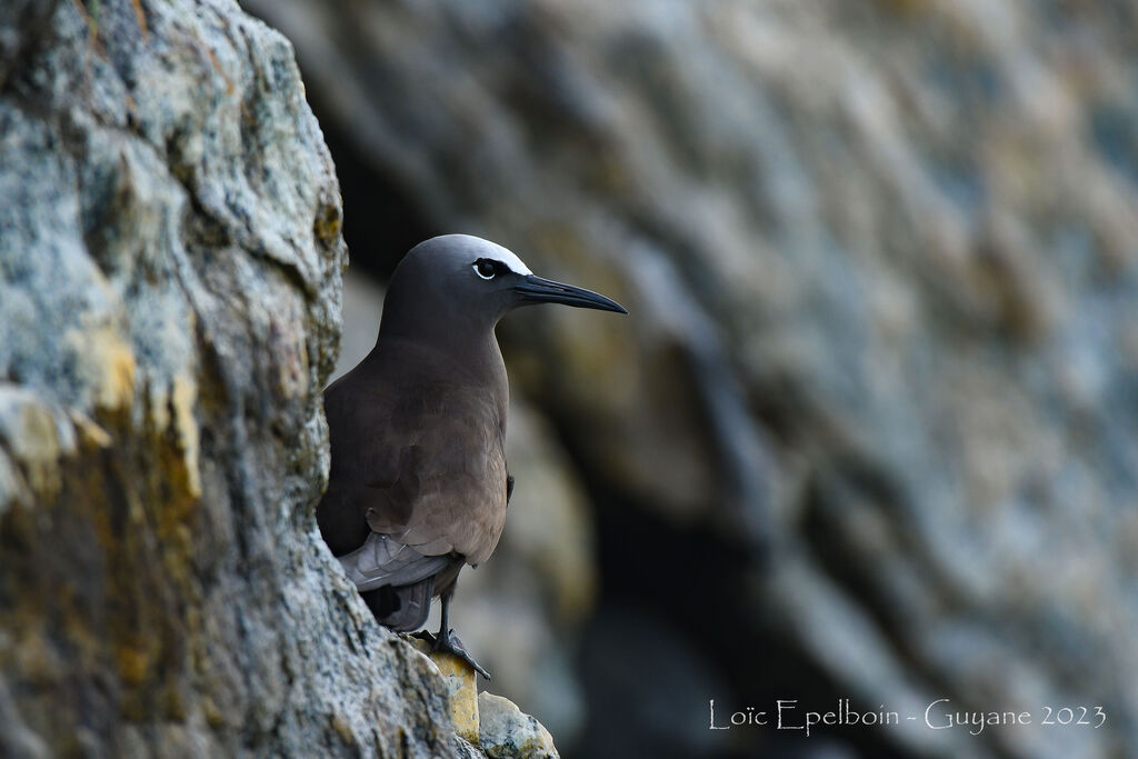 Brown Noddy