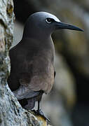 Brown Noddy