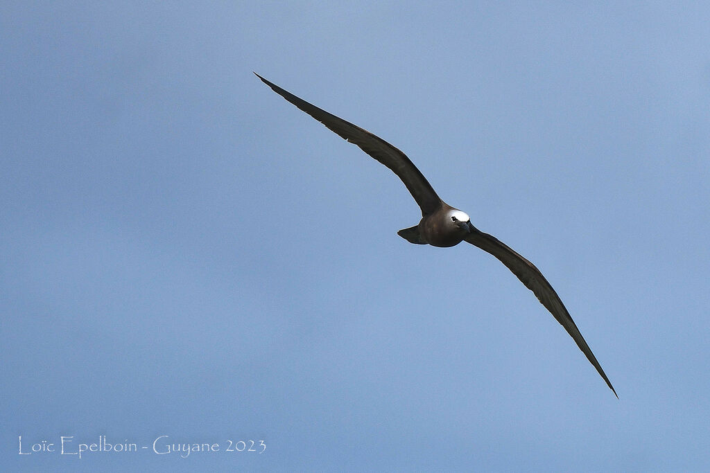 Brown Noddy