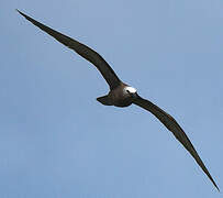 Brown Noddy