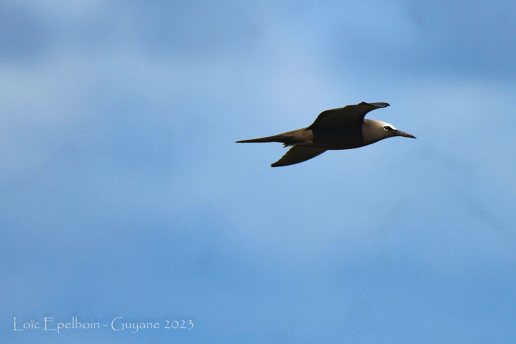 Brown Noddy