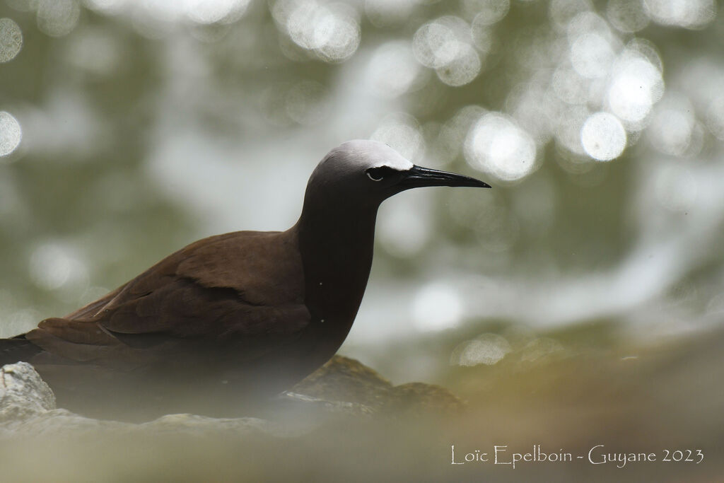 Brown Noddy