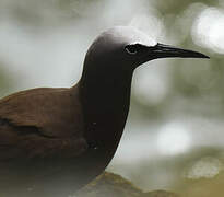 Brown Noddy