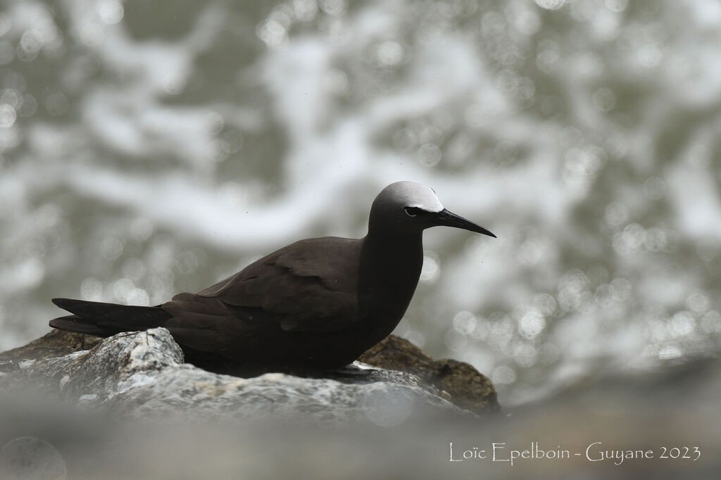 Brown Noddy