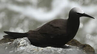 Brown Noddy