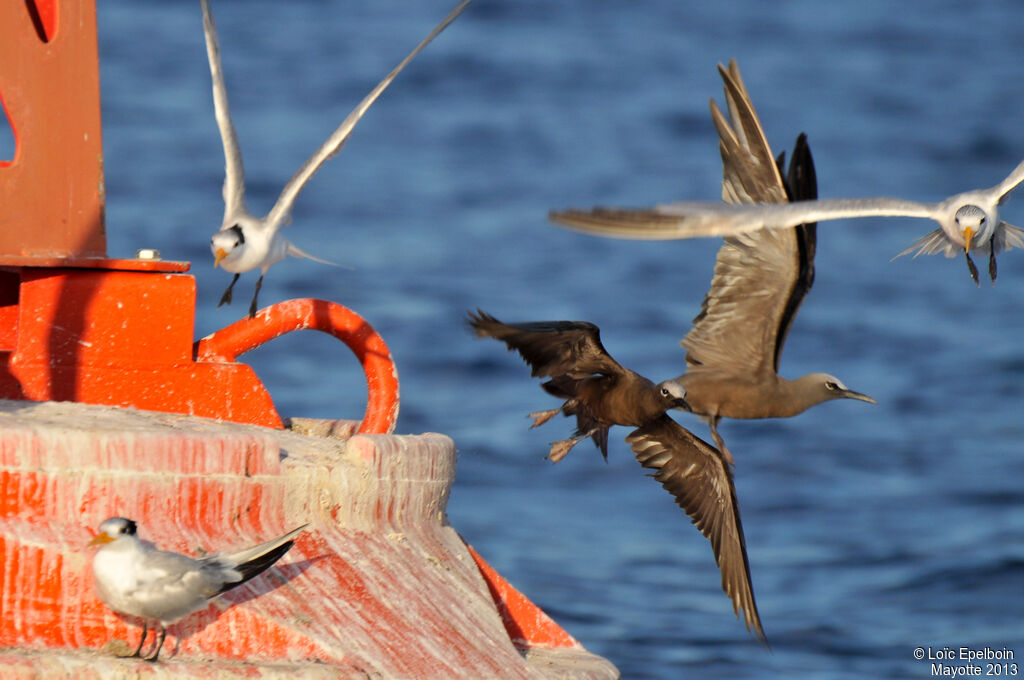 Brown Noddy