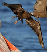 Brown Noddy