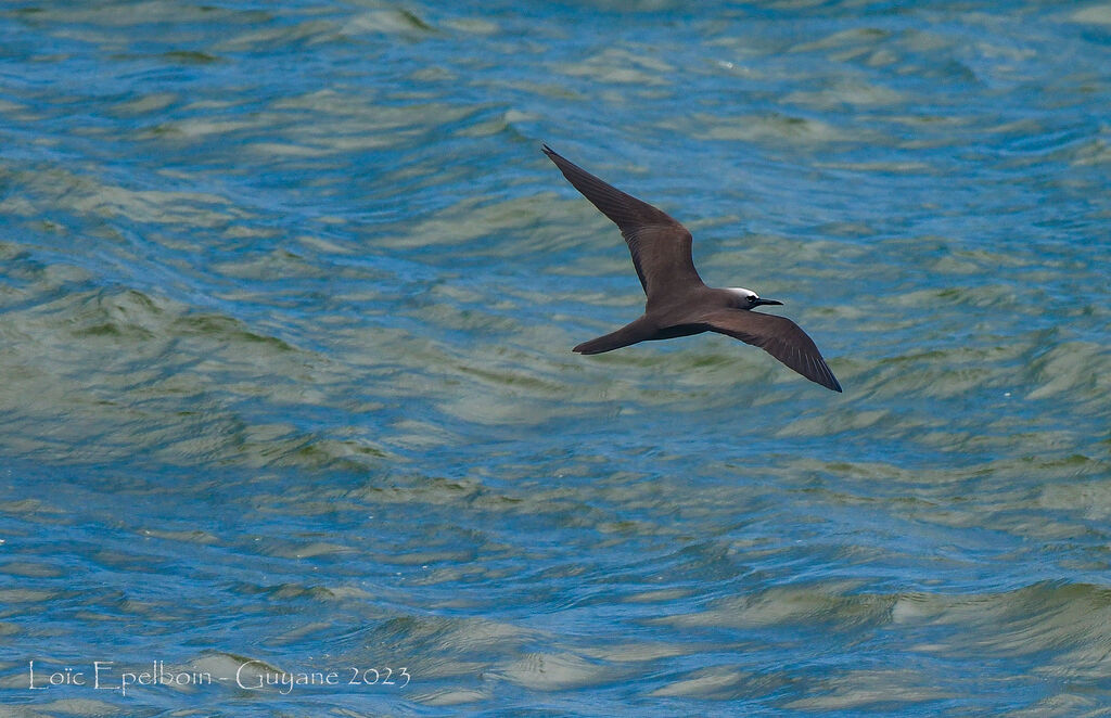 Brown Noddy