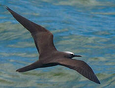 Brown Noddy