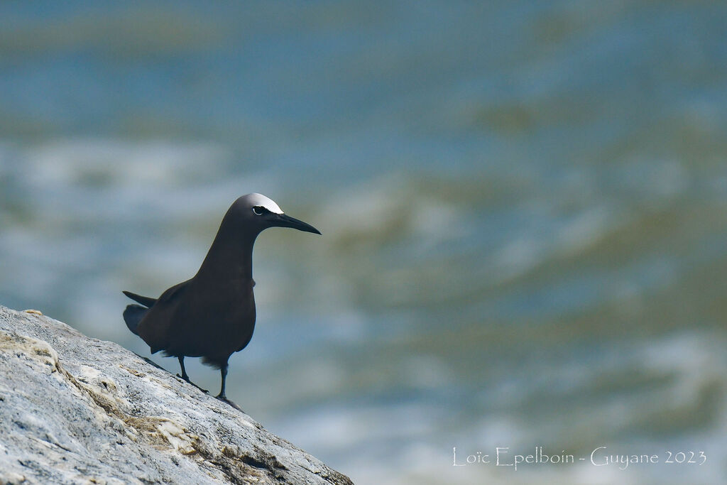 Brown Noddy