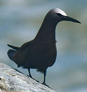 Brown Noddy