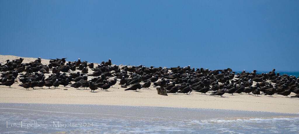 Brown Noddy