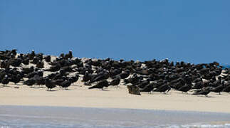 Brown Noddy