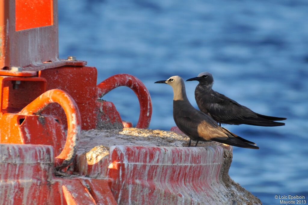 Brown Noddy