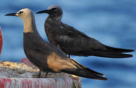 Brown Noddy