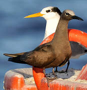 Brown Noddy