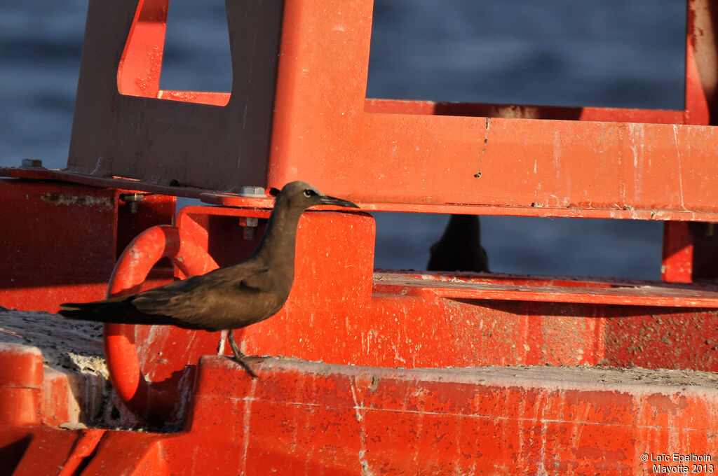 Brown Noddy