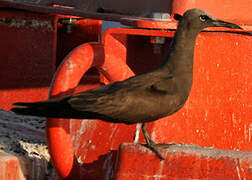 Brown Noddy