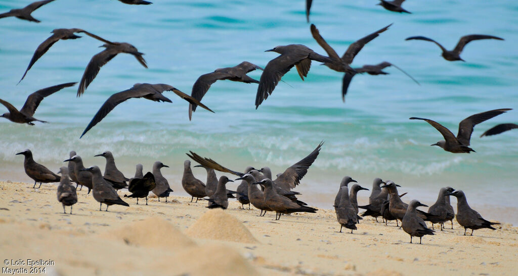 Brown Noddy