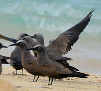 Brown Noddy