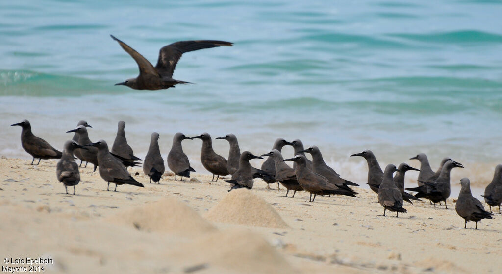 Brown Noddy