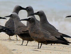 Brown Noddy