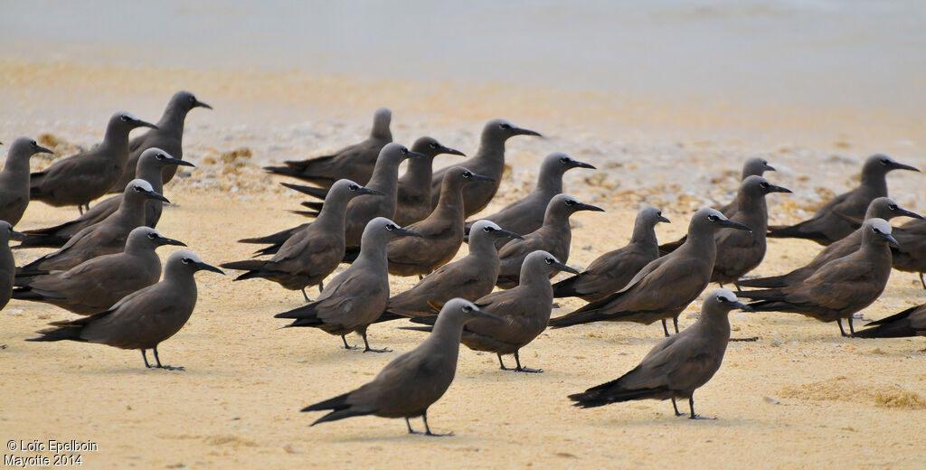 Brown Noddy