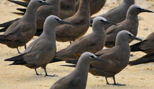 Brown Noddy