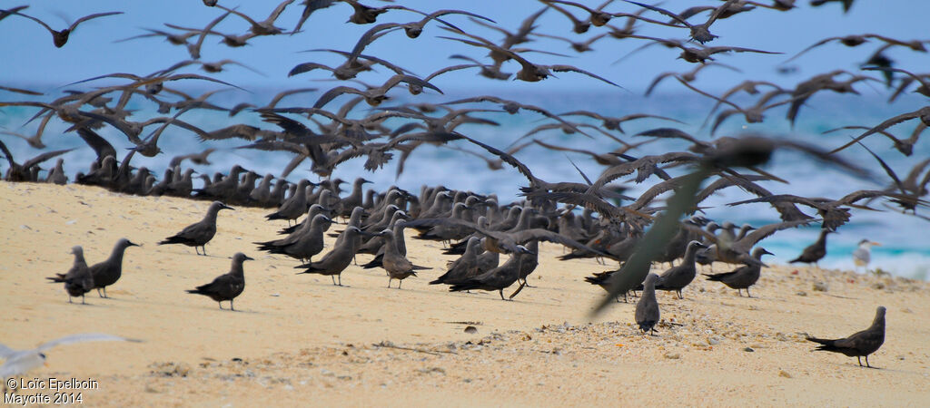 Brown Noddy