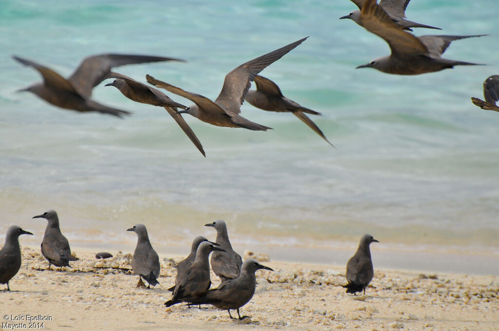 Brown Noddy