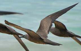 Brown Noddy