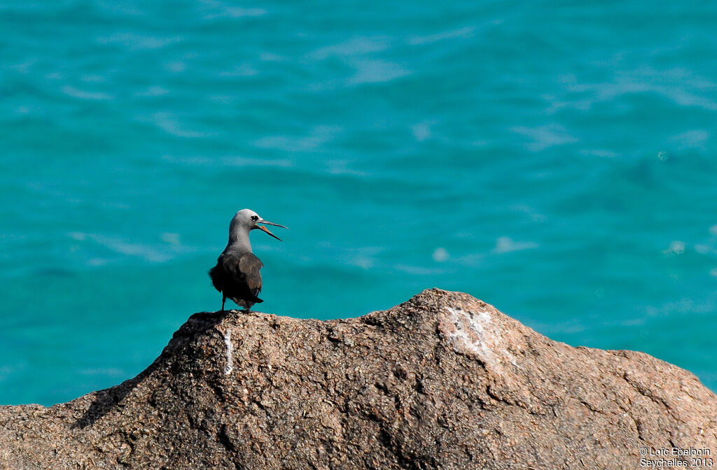 Lesser Noddy