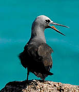 Lesser Noddy