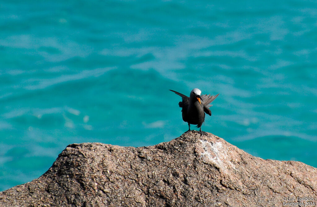 Lesser Noddy